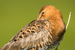 Wildlifefotografie Dümmer See Olaf Kerber Uferschnepfe