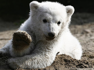 Imagem de arquivo do urso polar Knut ainda filhote, em março de 2007, no Zoológico de Berlim (Foto: Herbert Knosowski/AP)