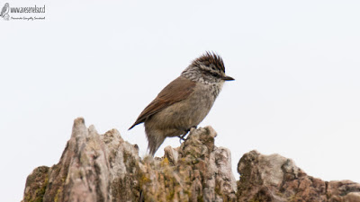 Tijeral (Leptasthenura aegithaloides), Cerros del Peñol, Olmopulli, Maullín.