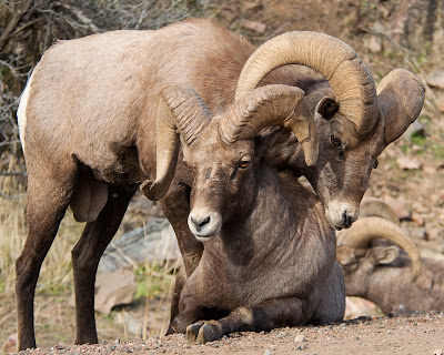 Waterton Canyon Bighorn Sheep