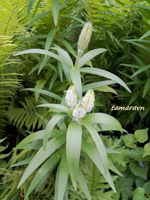 Лилия пенсильванская / Лилия даурская (Lilium pensylvanicum, =Lilium dauricum)