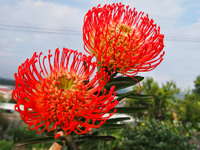すべての花の画像 ピンクッション 花言葉