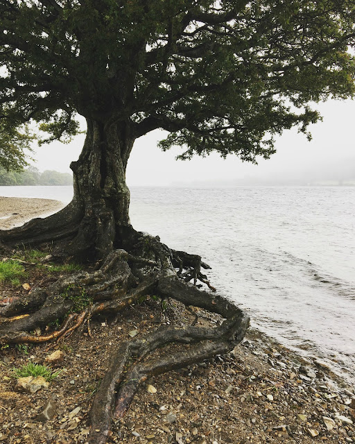 Lake District tree and lake