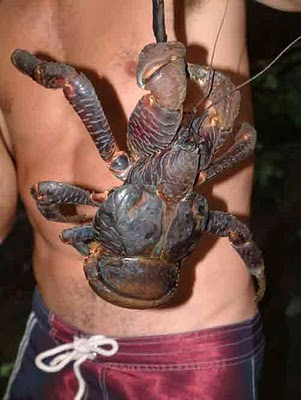 Standby Life 恐ろし巨大ヤシガニ Gigantic Coconut Crabs Amazing Pictures Video