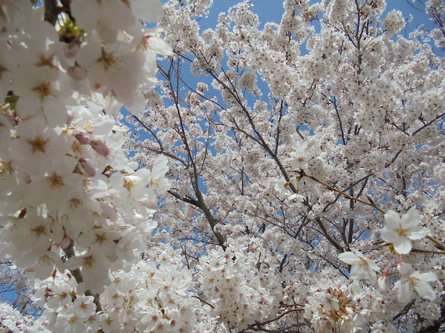 美しい桜に抱かれるような感覚