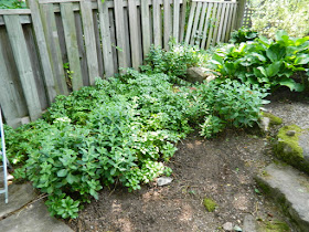 Toronto Backyard Summer Garden Cleanup After East York by Paul Jung Gardening Services--a Toronto Gardening Company