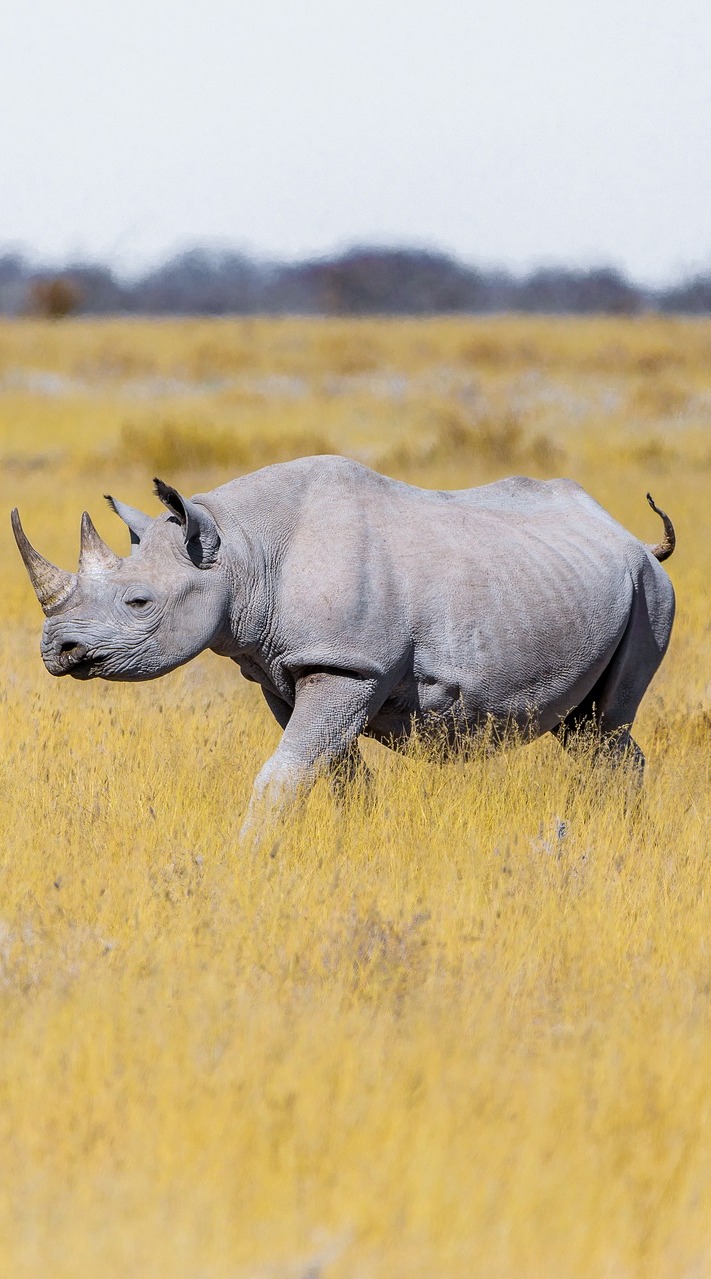 Rhino on the savanna grasslands.
