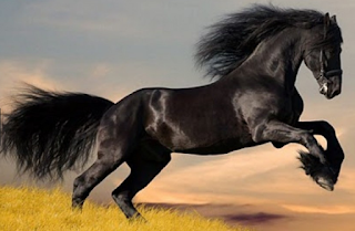 gambar kuda