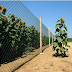 Sunflower god. New funny picture