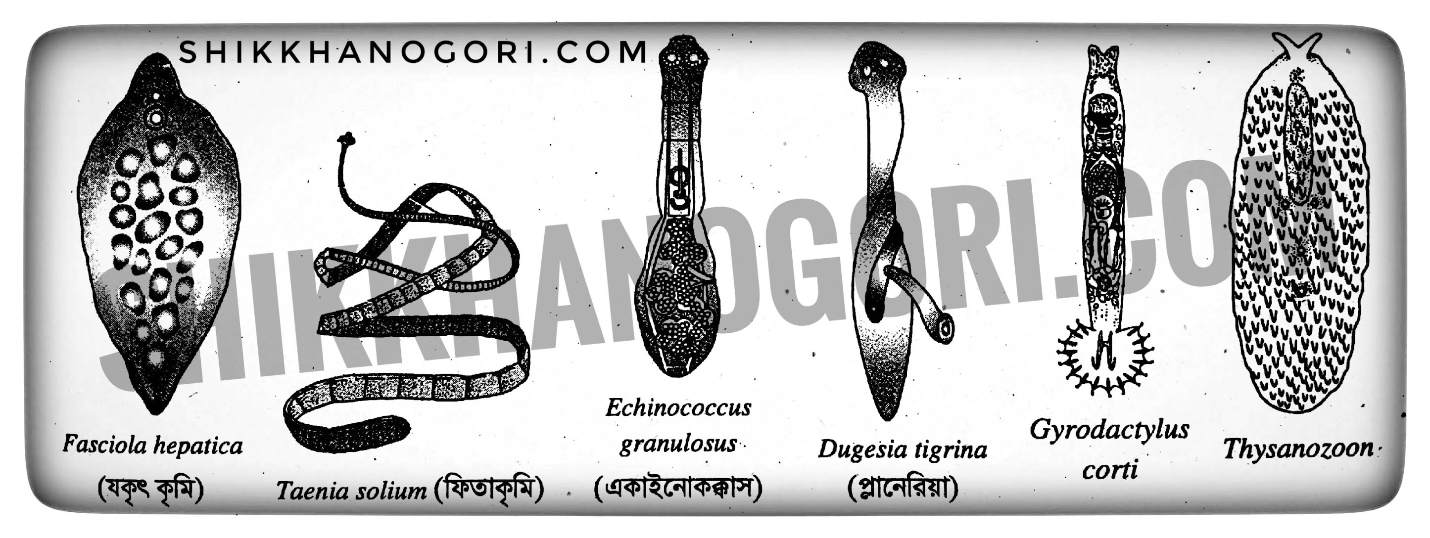 প্লাটিহেলমিনথিস বা চ্যাপ্টাকৃমি Platyhelminthes | প্লাটিহেলমিনথিস পর্বের প্রধান বৈশিষ্ট্য ও বৈজ্ঞানিক নাম | The main character of Platyhelminthes phylum Binomial Nomenclature scientific name
