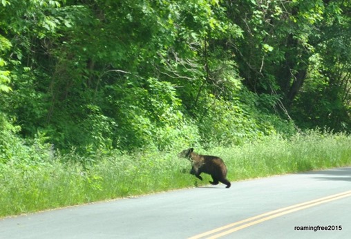 He took off into the woods!