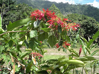 Poinsettia, Honduras