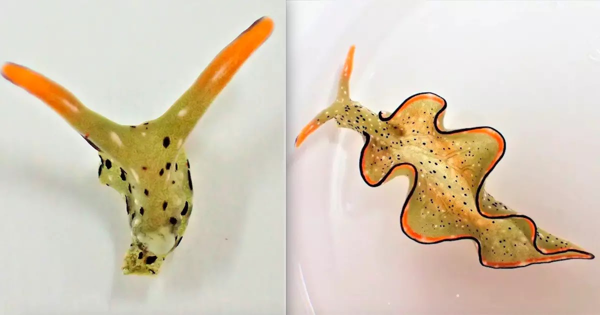 These Sea-Slugs Can Remove Their Own Heads And Regenerate Their Entire Bodies