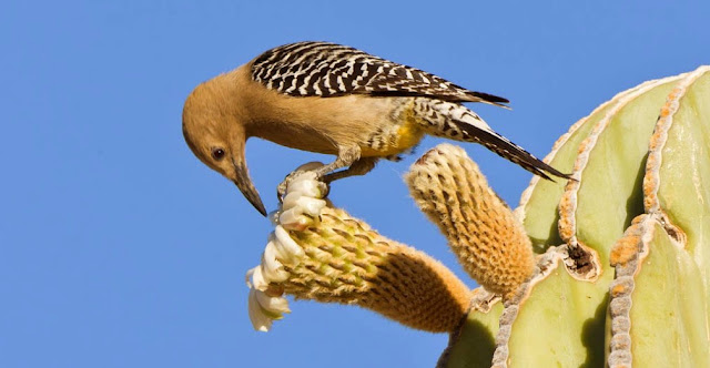 Aves de los desiertos: pico de gila