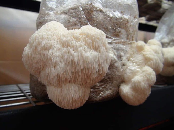 What substrate is best for lions mane? | Mushroom substrate | Biobritte mushroom center