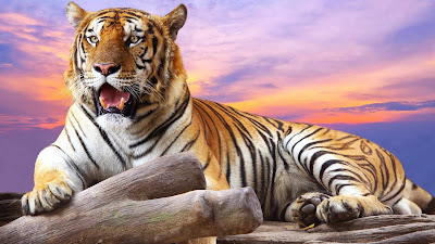 Tiger hd images free stock photos download