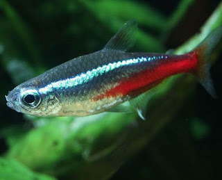 Neon Tetra