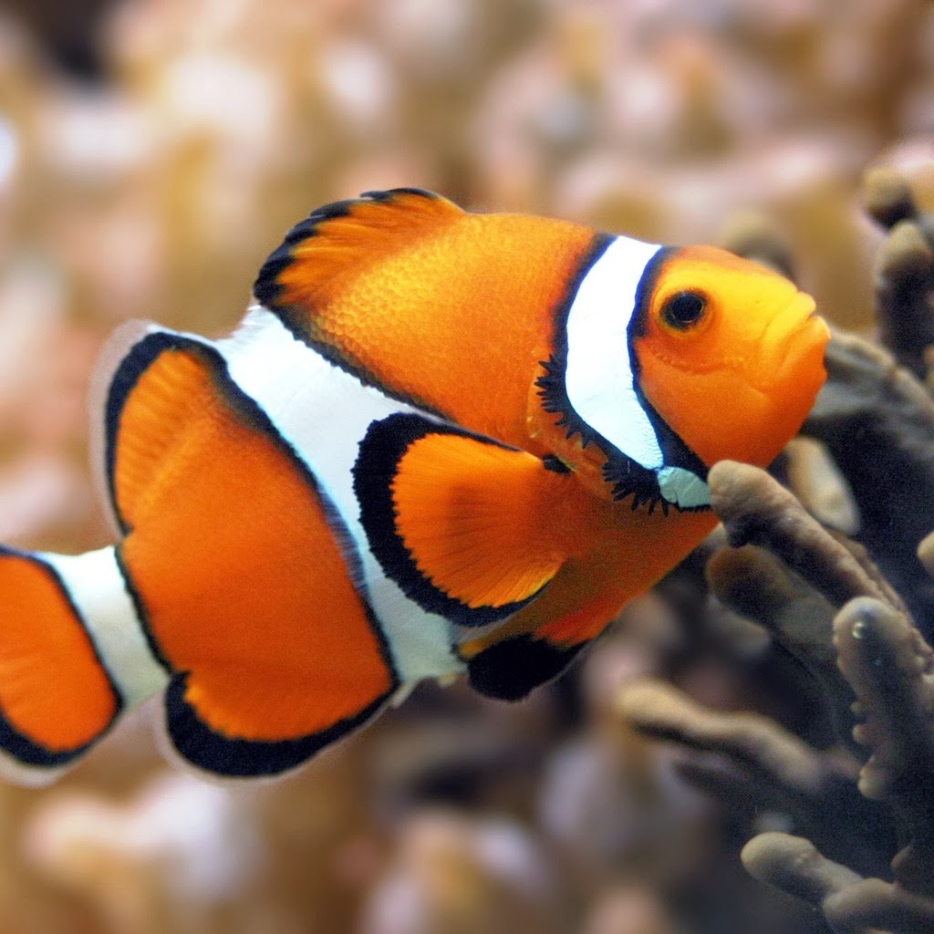 fish share GAMBAR IKAN HIAS CLOWNFISH 9