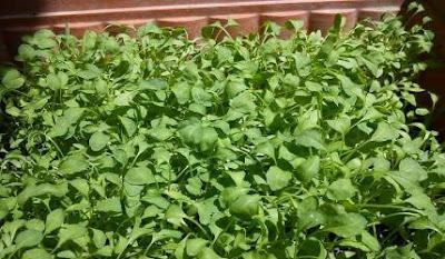 Cress growing in different regions of Iran. This plant contains starch and volatile oil.This plant grows in spring. to us and is used as food and medicine.