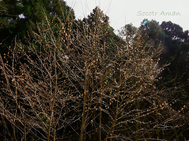 Euptelea polyandra