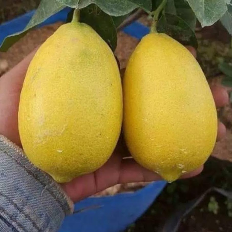 bibit lemon jumbo Bekasi