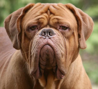 Dogue de Bordeaux Pictures