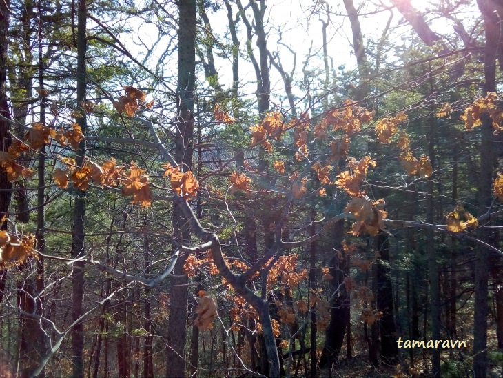 Клён ложнозибольдов (Acer pseudosieboldianum)