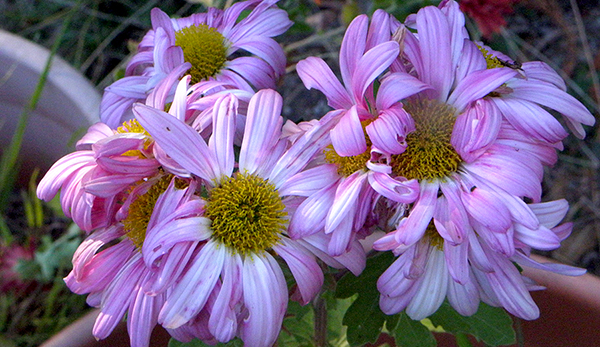 faded pink daisy mums