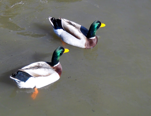 Male Mallard Ducks at White Rock Lake in Dallas, Texas