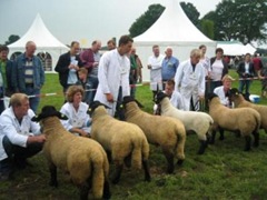 schapenfair1