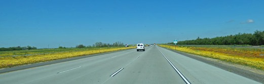 California US 99, spring flowers