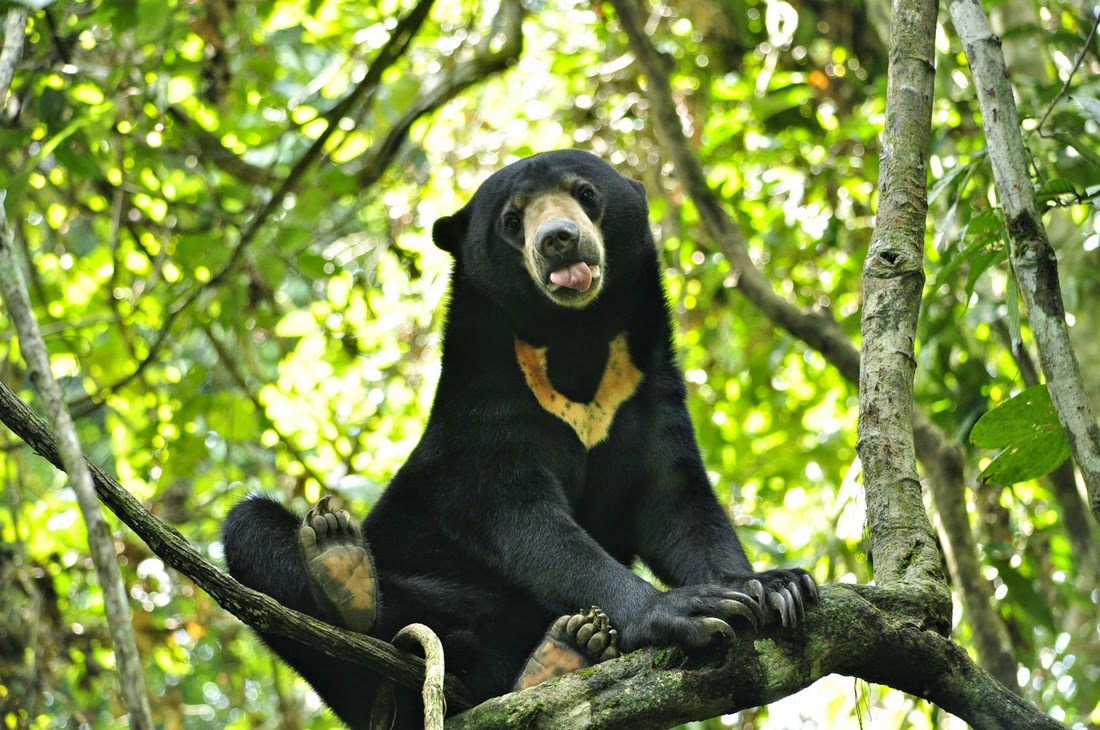  Beruang  Madu  dan Fakta Tentang Betapa Uniknya Hewan Ini 