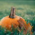 Ripe pumpkin in the middle of green grass