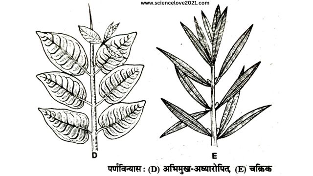 सरल पत्ती की संरचना (Structure of a Simple Leaf) in hindi