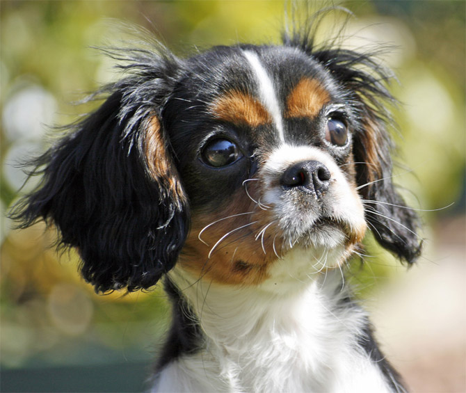 Perros Cavalier King Charles Spaniels