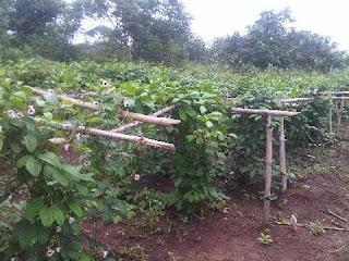 When Is The Best Time and Season To Plant Ugu (Pumpkin Leaves) In Nigeria?