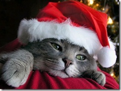 christmas-cat-wallpaper