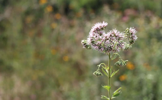 Joe-Pye Weed Flowers