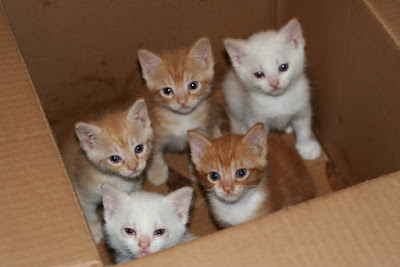 Котята в коробке