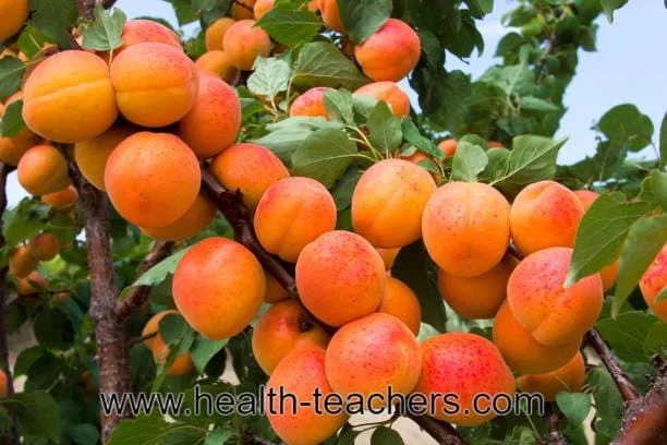 Apricot is a fruit full of amazing health benefits - Health-Teachers