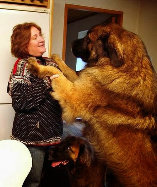 kollima.gr - 28 σκυλιά που δεν έχουν συνειδητοποιήσει πόσο τεράστια είναι!