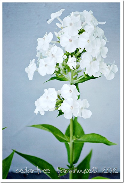 white phlox "david"