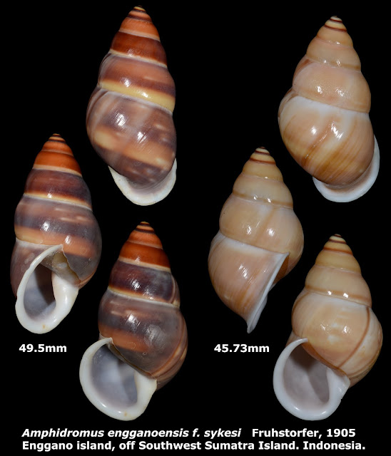 Amphidromus enganoensis f. sykesi 45.73 & 49.5mm