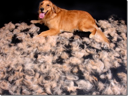 shedding%20dog