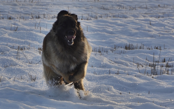 leonberger