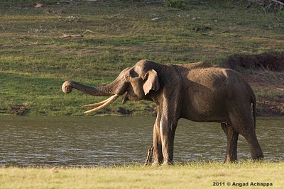 tusker or bull indian elephant