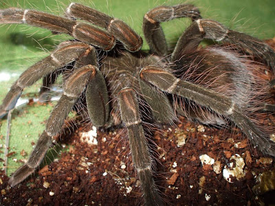 Goliath Bird Eating Spider