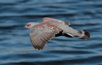 Birds In Flight Photography Cape Town with Canon EOS 7D Mark II