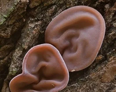 Buy Juda Ear Mushroom Online