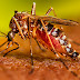 OPINION: Bajo el ataque de un dengue agresivo